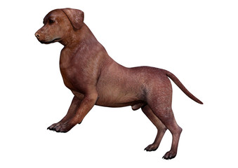 Obraz premium 3D Rendering Labrador Dog on White
