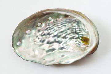 エゾアワビの貝殻