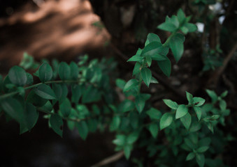 Magia natural © Francisco