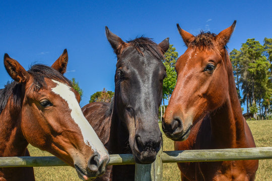 Três cavalos junto à cerca