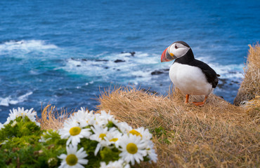 Beautiful Atlantic Puffins