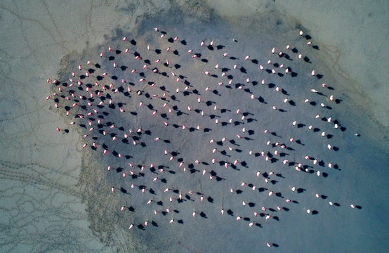 Bolivia, Laguna Colorada, top view of flamingoes in a lake