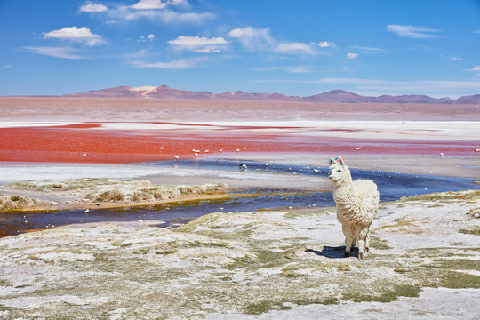 Bolivia, Laguna Colorada, llama standing at lakeshore