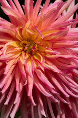 chrysanthemum or florist's daisy