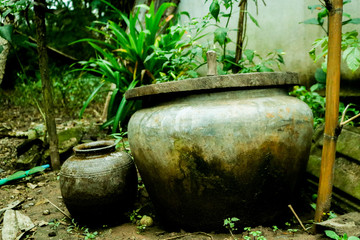 Obraz premium old pot on tree