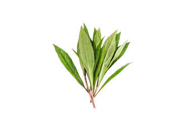 Fototapeta premium Eupatorium fortunei turcz. Close up