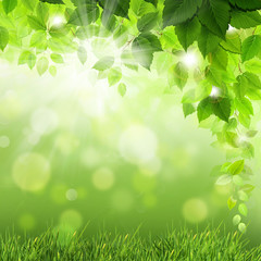 Green leaves and shining panorama
