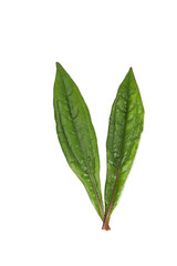 Eupatorium fortunei turcz.  Close up