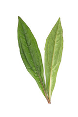 Eupatorium fortunei turcz.  Close up