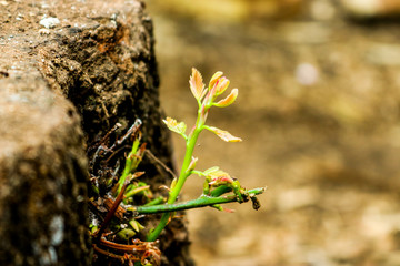 branch of a tree