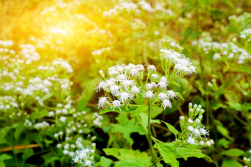 white flowers in the garden