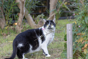 Stray cats in the housing complex in Tama City, Tokyo, Japan