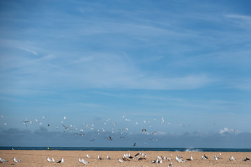 Gulls at the beach in Ouistreham, Normandy, France