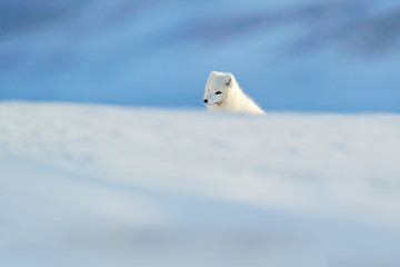 Obraz na płótnie Canvas Polar fox in habitat, winter landscape, Svalbard, Norway. Beautiful animal in snow. Running fox. Wildlife action scene from nature, Vulpes lagopus, in the nature habitat. Hills with cute animal.