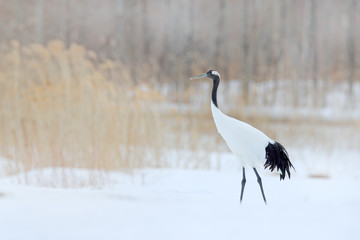 Snowfall Red-crowned crane in snow meadow, with snow storm, Hokkaido, Japan. Bird in fly, winter scene with snowflakes. Snow dance in nature. Wildlife scene from snowy nature. Cold winter. Snowy.