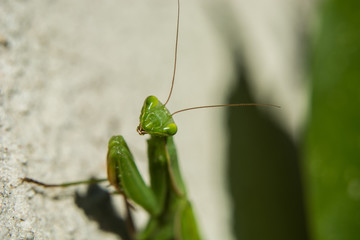 Close up of green mantis head