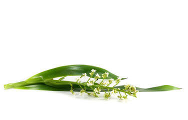 Obraz premium Xyphidium caeruleum Close up