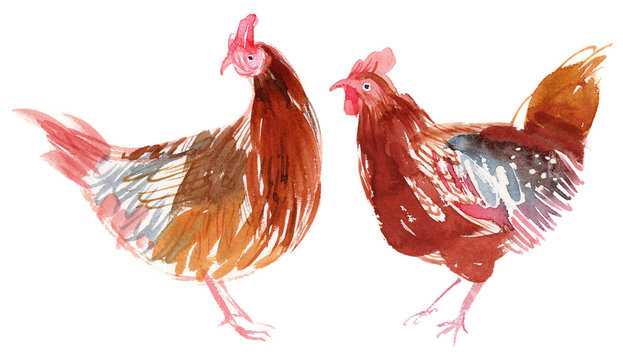 Chicken illustration. Hen watercolor hand-painted illustration