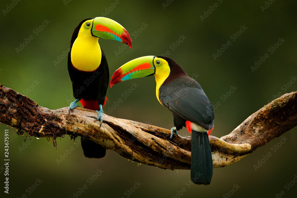 Wall mural toucan sitting on the branch in the forest, green vegetation, costa rica. nature travel in central a