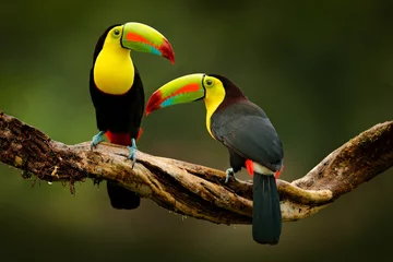 Fotobehang Toucan zittend op de tak in het bos, groene vegetatie, Costa Rica. Natuurreizen in Midden-Amerika. Twee kiel-billed Toucan, Ramphastos sulfuratus, paar vogels met grote snavel. Dieren in het wild. © ondrejprosicky