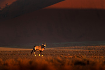 Gemsbok with orange sand dune evening sunset. Gemsbuck, Oryx gazella, large antelope in nature...
