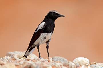 Mountain Wheatear, Myrmecocichla monticola, black and white bird in sand desert in Namibia, dark form bird. Animal behaviour in Africa. Wind in the bird plumage. Wildlife scene from nature