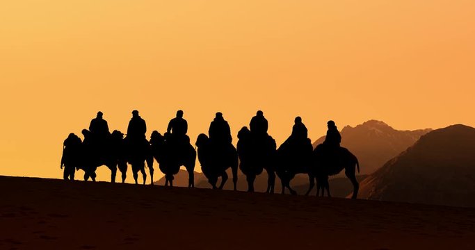Sunset silhouettes of camels in Ladakh India. Tourists on adventure safari tour in Nubra Valley