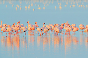 Lesser Flamingo, Phoeniconaias minor, flock of pink bird in the blue water. Wildlife scene from wild nature. Flock of flamingos walking and feeding in the water, Walvis Bay, Namibia in Africa. - obrazy, fototapety, plakaty