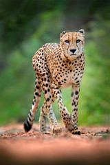 Cheetah, Acinonyx jubatus, walking wild cat. Fastest mammal on the land, Botswana, Africa. Cheetah on gravel road, in forest. Spotted wild cat in nature habitat, Okavango.