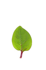 Obraz premium Ceylon spinach Close up