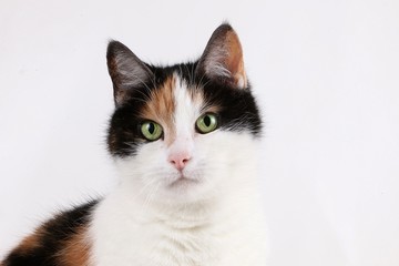 beautiful tricolored cat head portrait in the studio with a white background