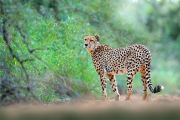 Cheetah in green vegetation, Acinonyx jubatus, walking wild cat. Fastest mammal on the land, Kruger NP, South Africa. Cheetah on gravel road, in forest. Spotted wild cat in nature habitat.