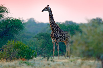 Giraffe and morning sunrise. Green vegetation with animal portrait. Wildlife scene from nature. Orange light in the forest, Okavango, Botswana, Africa.