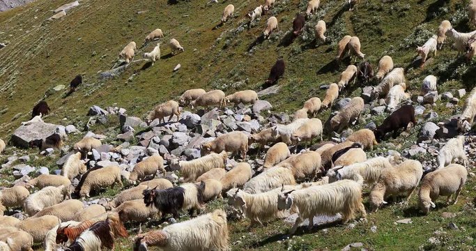 Himalayan high altitude farming. Domestic sheep and pashmina goats on slopes of high mountains in Ladakh, India
