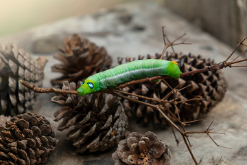 Green worm caterpillar animals isolate on wood and pine cone blur background