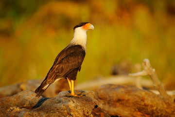 Southern Caracara, sitting on the tree trunk, Corcovado NP, Costa Rica. Caracara plancus, in green grass vegetation. Bird of prey from Brazil. Widllife scene from nature, Centrasl America.