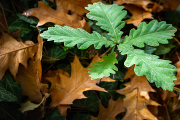 Young oak grow in the forest. Green leaves of small oak against the background of old yellow leaves of red oak. Photos from nature. The concept of a new life. Selective focus