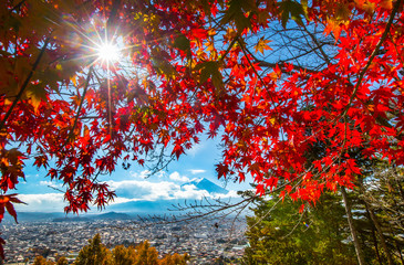 Autumn Leaf in Japan