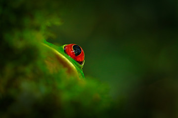 Detail close-up of frog red eye, hidden in green vegetation. Red-eyed Tree Frog, Agalychnis callidryas, animal with big eyes, in nature habitat, Costa Rica. Beautiful amphibian in the night forest.