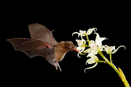 Orange nectar bat, Lonchophylla robusta, flying bat in dark night. Nocturnal animal in flight with white orchid flower. Wildlife action scene from tropic nature, Costa Rica.
