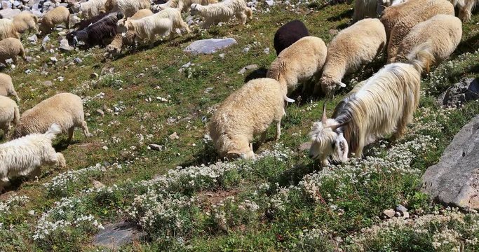 Goats and Sheep in Kashmir, north India