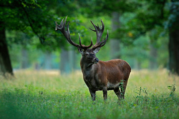 Naklejka na ściany i meble Red deer stag, majestic powerful adult animal outside autumn forest. Big animal in the nature forest habitat, Denmark. Wildlife scene form nature.