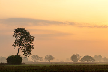 Fototapeta na wymiar Trees with fog and light, early morning.