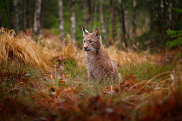 Eurasian lynx walking. Wild cat from Germany. Bobcat among the trees. Hunting carnivore in autumn grass. Lynx in green forest. Wildlife scene from nature, Czech, Europe. © ondrejprosicky