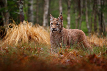 Eurasian lynx walking. Wild cat from Germany. Bobcat among the trees. Hunting carnivore in autumn grass. Lynx in green forest. Wildlife scene from nature, Czech, Europe.