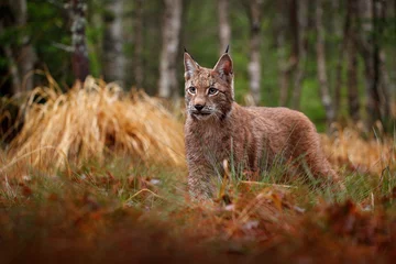 Gordijnen Eurasian lynx walking. Wild cat from Germany. Bobcat among the trees. Hunting carnivore in autumn grass. Lynx in green forest. Wildlife scene from nature, Czech, Europe. © ondrejprosicky