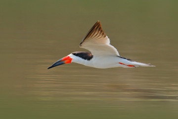 African Skimmer, Rynchops flavirostris, in fly. Action wildlife scene in African nature. Flying tern. Beautiful black and white bird with red bill.