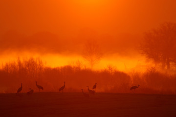 Common Crane sunrise, Grus grus, big birds in the nature habitat, Lake Hornborga, Sweden. Wildlife scene from Europe. Grey crane with long neck, orange morning with fox. Flock of birds near water.