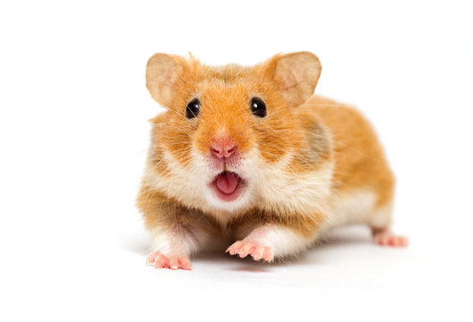 ネズミ のストック写真 ロイヤリティフリーの画像 ベクター およびビデオ Adobe Stock