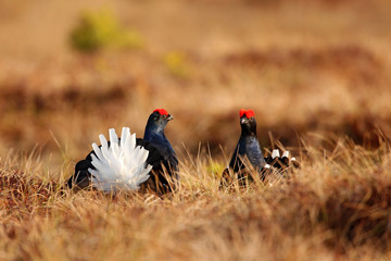 Black grouse on the bog meadow. Lekking nice bird Grouse, Tetrao tetrix, in marshland, Sweden. Spring mating season in the nature. Wildlife scene from north Europe. 